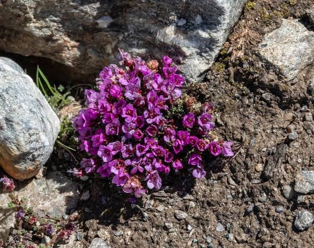 Saxifraga oppositifolia