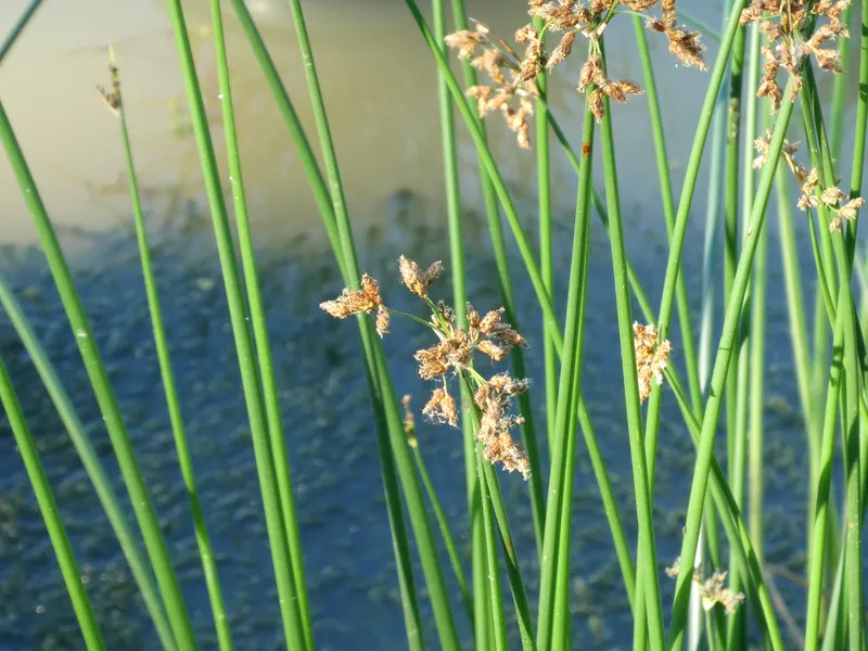 Schoenoplectus lacustris